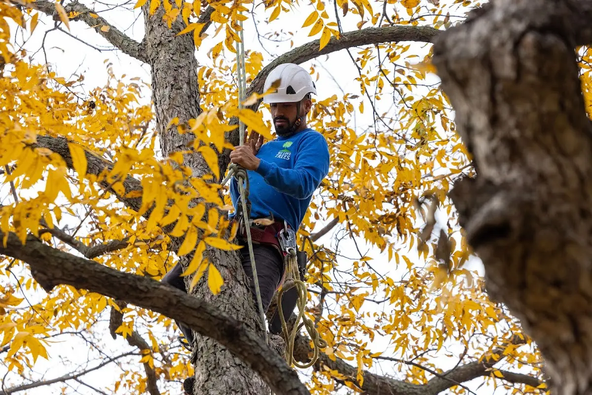 Skilled Tree Pruning crew working in Madison